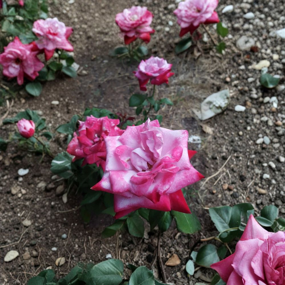 Paradise Hybrid Tea Rose Bush Plant | 3 Gallon | Lavender Pink Magenta | Rosa Hybrid Tea Group 'Paradise' | Fragrant Blooms