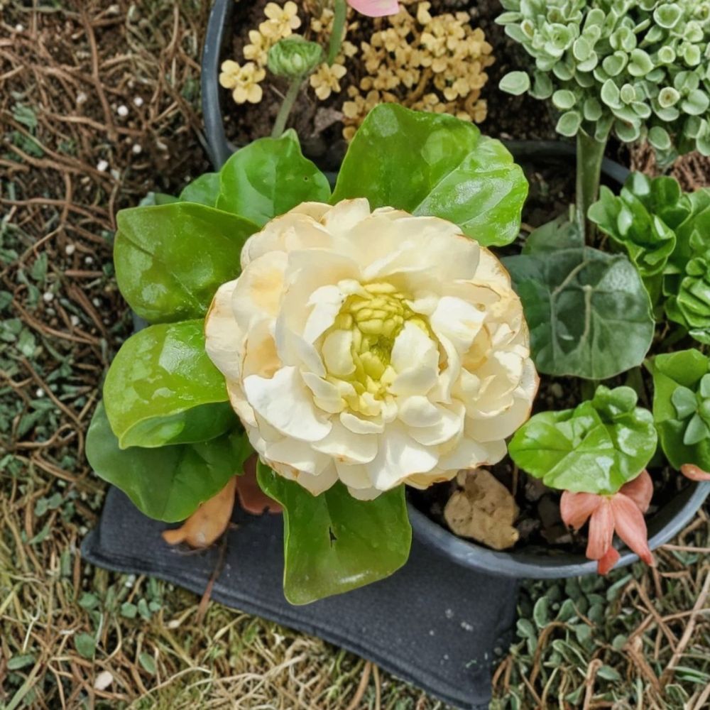 Grand Duke of Tuscany Jasmine Plants Set of 2 - Jasminum sambac Live Starter - Double Bloom, Highly Fragrant, 3-5 Inch