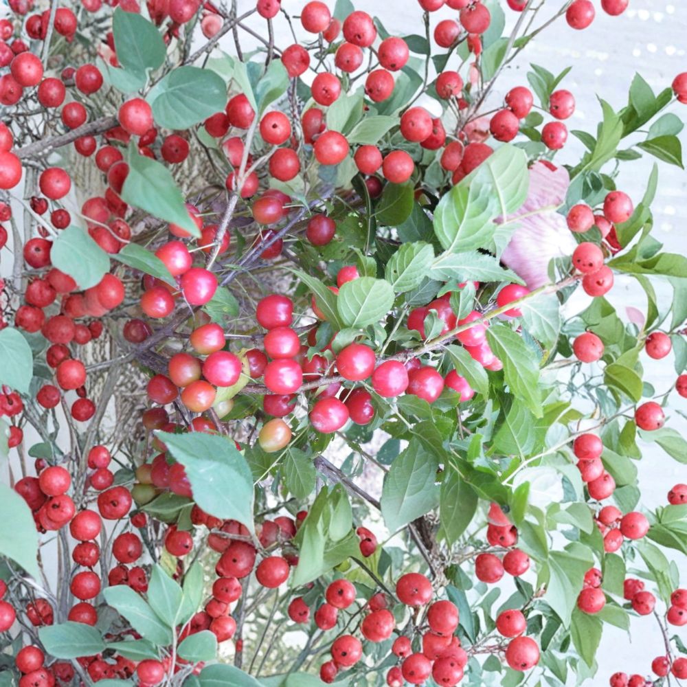 Cheropugy Nanking Cherry Plant | Live Rooted Edible Shrub | Prunus tomentosa | Sweet Tart Scarlet Fruit | Zones 4-8