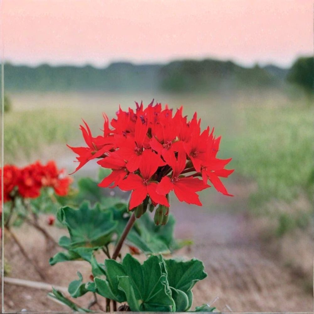 Quantum Red Geranium Seeds - 100 F1 Hybrid Pelargonium - Bright Red Star Flower - Heat Tolerant Annual