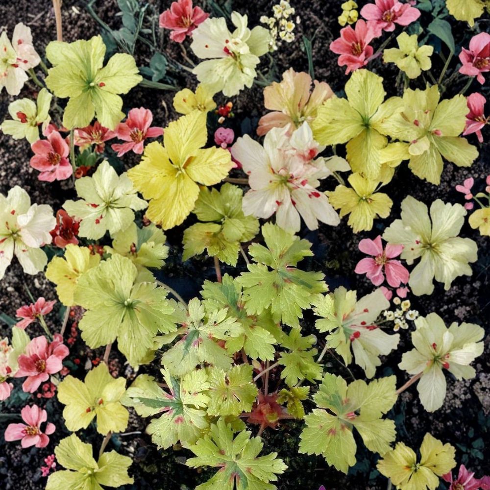 Spring Fling Geranium Seeds - 25+ Premium Flower Seeds, Colorful Blooms, Pelargonium x hortorum, Easy to Grow, Container Friendly