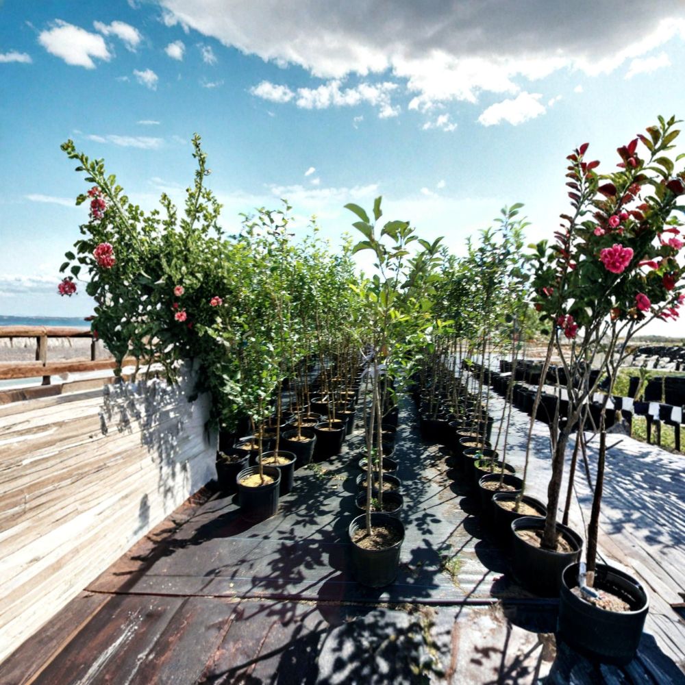 Pippin Apple Tree - 4-6 Feet - Sweet Juicy Apples - Malus domestica - Live Fruit Tree for Home Orchards and Gardens