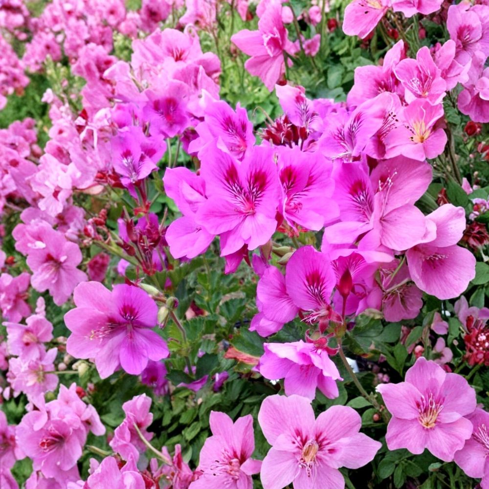 Purple Pink Regal Geranium Cuttings - 5 Unrooted 6-Inch Pelargonium x domesticum - Orchid-Like Blooms - Easy to Grow