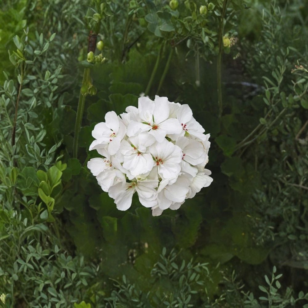 Patriot White Geranium Live Plant - 4" Potted Pelargonium x hortorum - Easy Care Summer Bloomer - Bright White Flowers