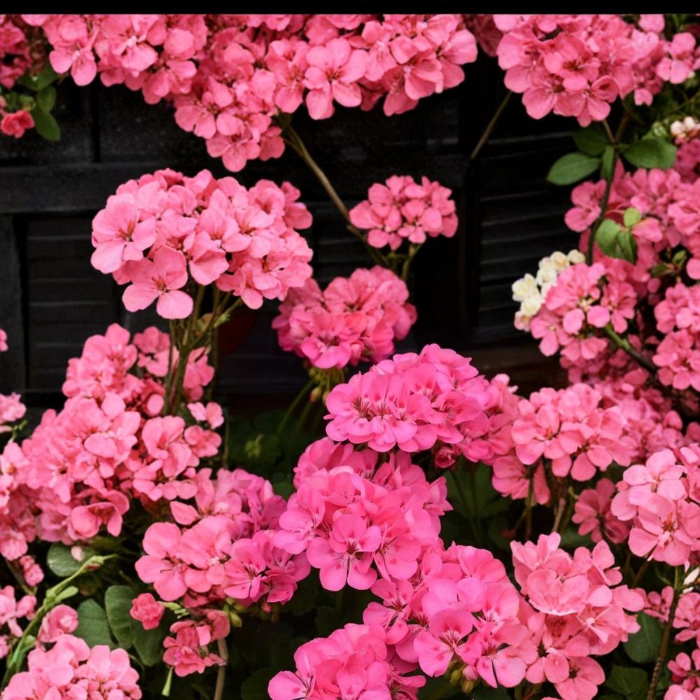 Patriot Tickled Pink Geranium Seeds - 25+ Premium Bright Pink Flower Seeds - Pelargonium x hortorum - Easy to Grow for Containers