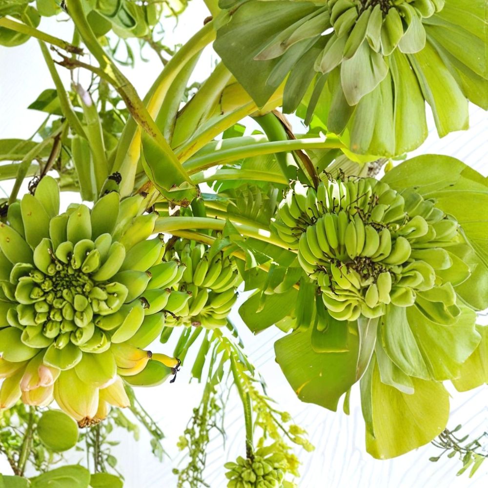 Double Mahoi Dwarf Banana Plants - 3 Bare Root Starter Plugs, Sweet Dessert Banana, Musa sp., Container Friendly Tropical Fruit