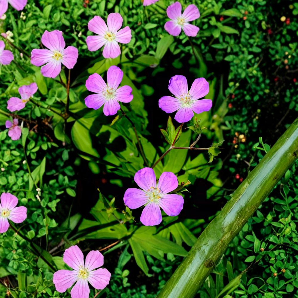 Wild Geranium Root Divisions - 5 Live Hardy Perennial Plants - Purple Blooming Flowers - Geranium maculatum - Easy to Grow