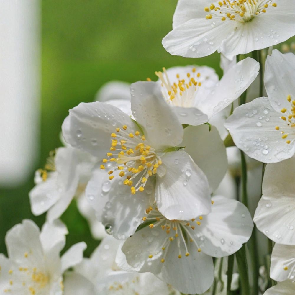 Sweet Mock Orange Starter Plant | 9 Inches Tall | Fragrant White Flowering Shrub | Philadelphus spp. for Outdoor Garden