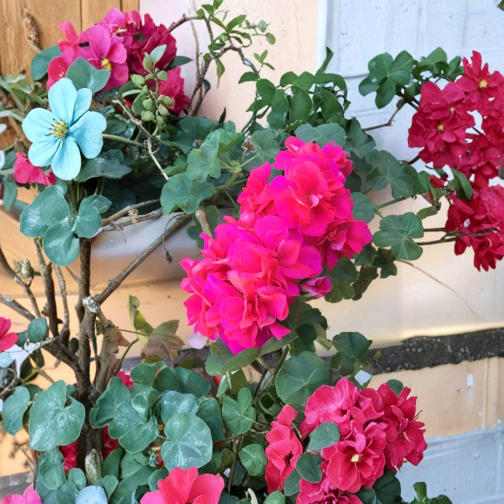 Salmon Pink Double Ivy Geranium Cuttings | 6 Unrooted Pelargonium peltatum | Easy to Grow | Perfect for Hanging Baskets