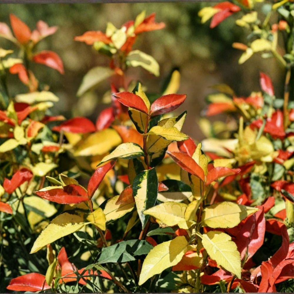 Asiatic Jasmine ‘Ogon Nishiki’ Live Starter Plant | Variegated Climbing Vine | Trachelospermum asiaticum | Groundcover Plant