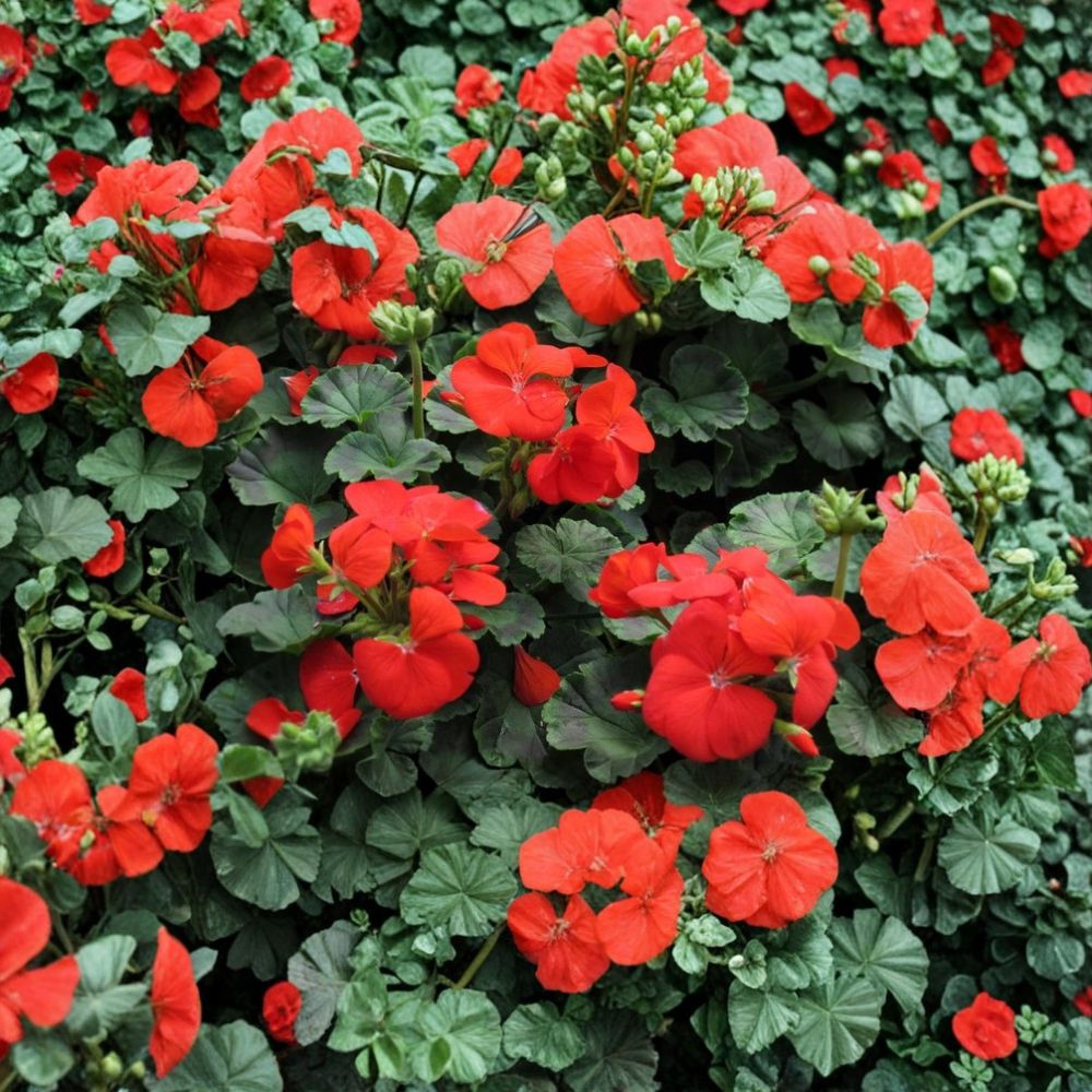 Pinto Deep Red Geranium Seeds - 15 Pelargonium Flower Seeds for Garden, Pots & Containers