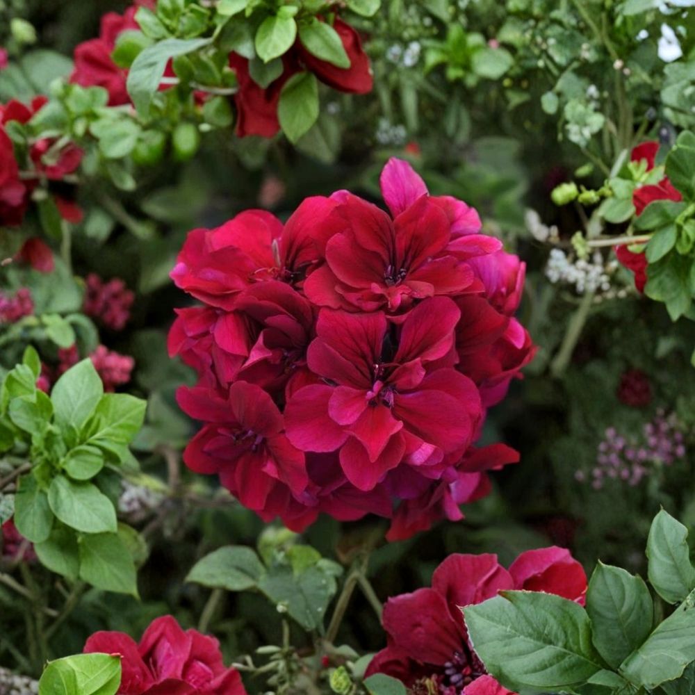Burgundy Geranium Starter Plant | Live Pelargonium x hortorum | Deep Burgundy-Red Blooms for Garden & Patio
