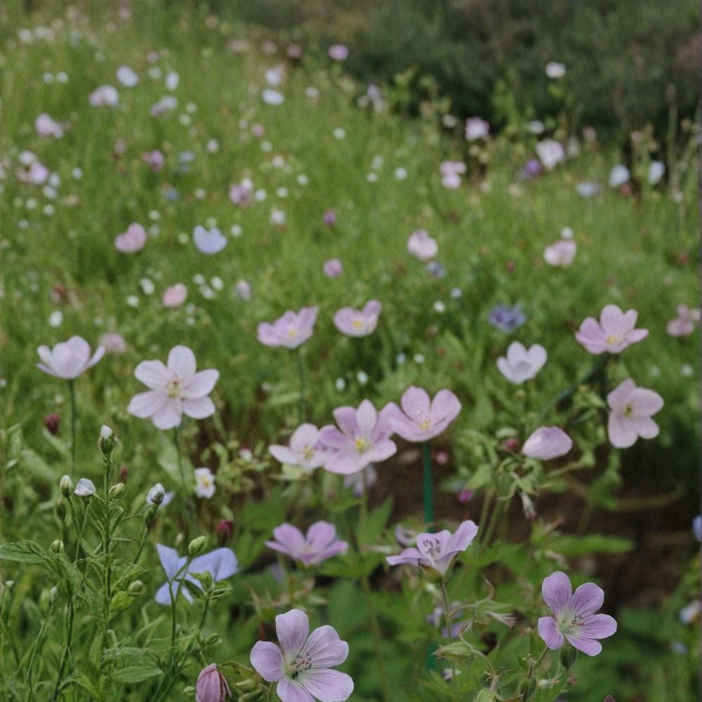 Coquetedale Lilac Geranium Seeds | 25+ Easy to Grow Flower Seeds | Pelargonium spp. | Pot & Border Friendly
