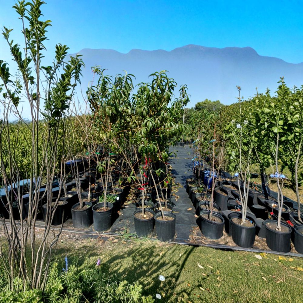 Ruby Prince Peach Tree - Live 4-6 Feet Tall Self-Pollinating Fruit Tree - Sweet Freestone Peaches - Prunus persica 'Ruby Prince'