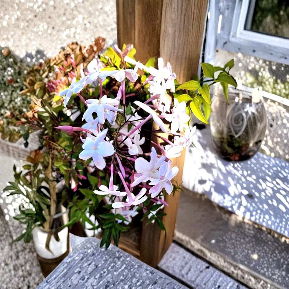 Pink Jasmine Live Plant - 2” Pot, Trailing Fragrant Vine, Jasminum polyanthum, Indoor Outdoor Flowering Houseplant
