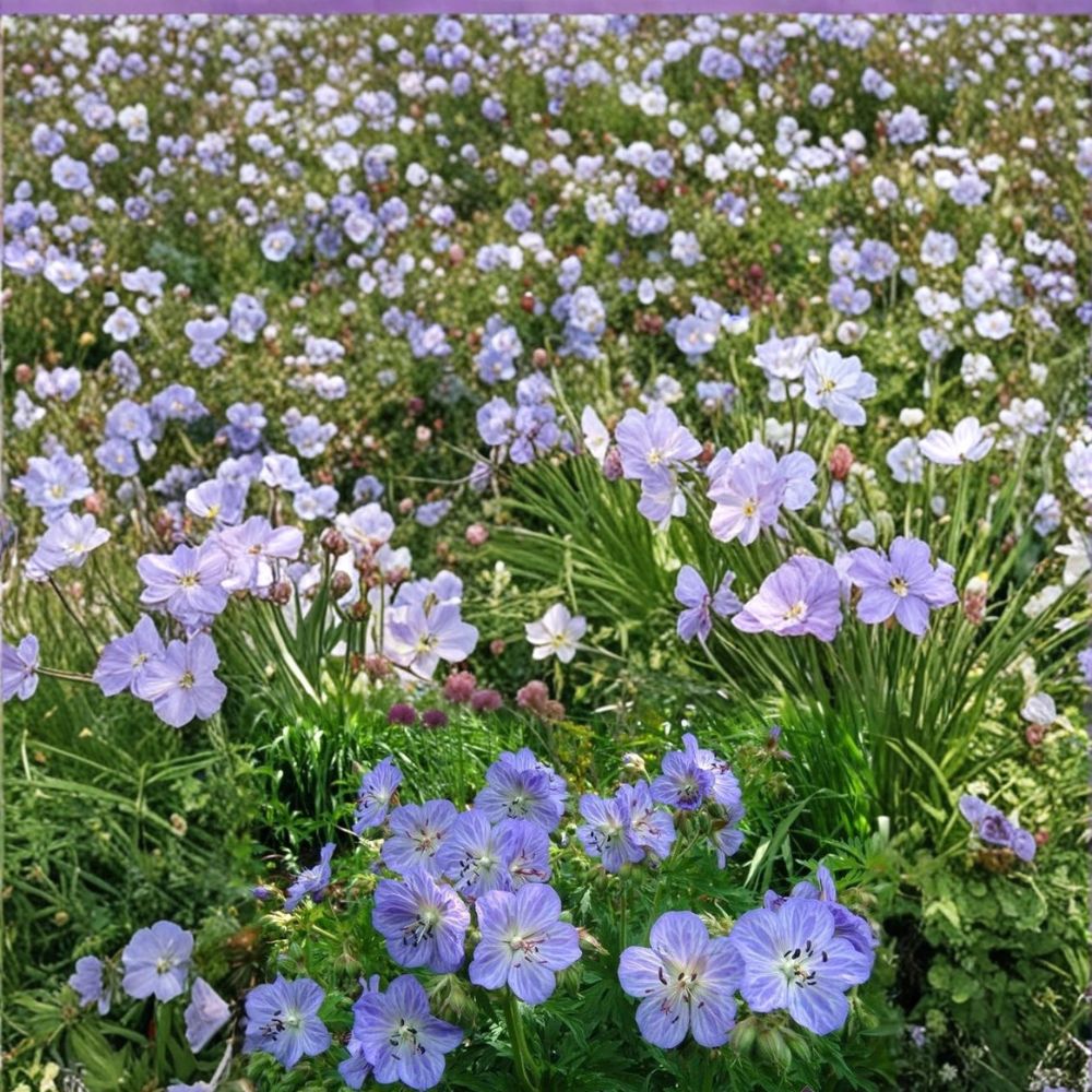 Mrs. Kendal Clark Geranium Seeds - 25+ Hardy Premium Flower Seeds for Cottage Garden - Geranium spp.