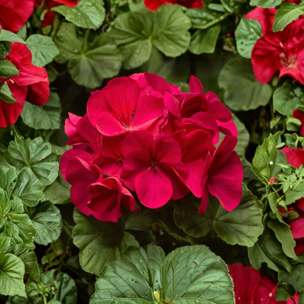 Pinto Premium Coral Geranium Seeds - 100 Pelargonium Seeds - Pastel Coral Flowers for Garden, Pots & Containers