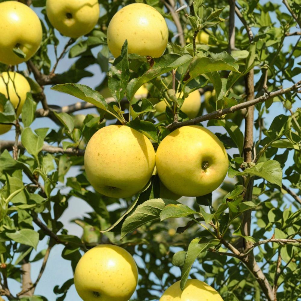 Golden Delicious Apple Tree Bare Root | Sweet Yellow Fruit | Malus domestica ‘Golden Delicious’ | Ideal for Patio & Backyard