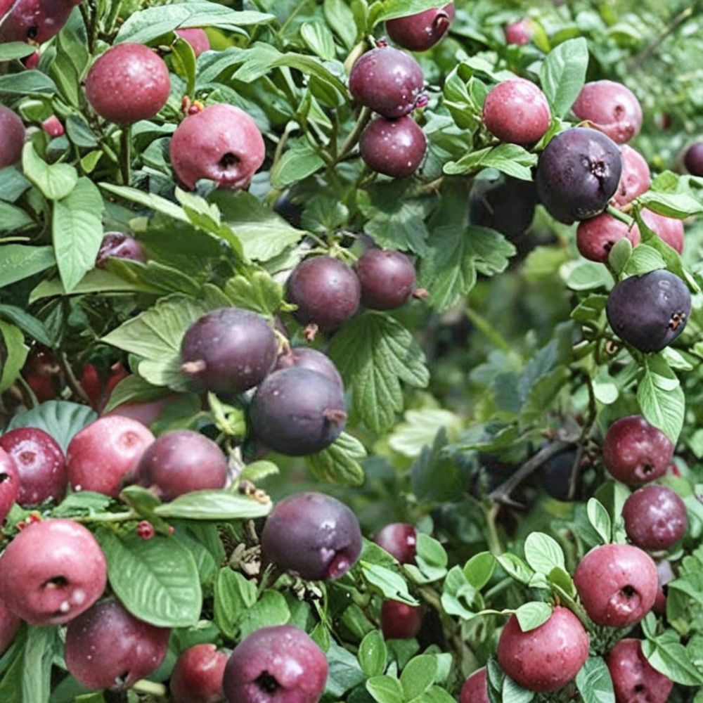 Black Velvet Gooseberry Plant | Rooted Starter | Sweet Dessert Berry Shrub | Ribes Hybrid | Zones 4-7 | Edible Landscape