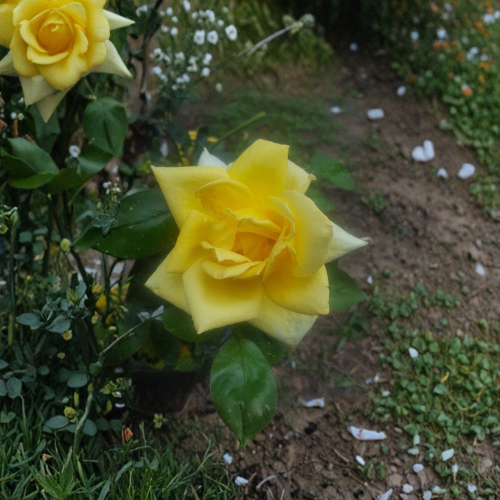 Oregold Grandiflora Rose Bush Plant | 1 Gallon | Yellow Blooms | Rosa 'Oregold' | Live Garden Shrub for Landscape