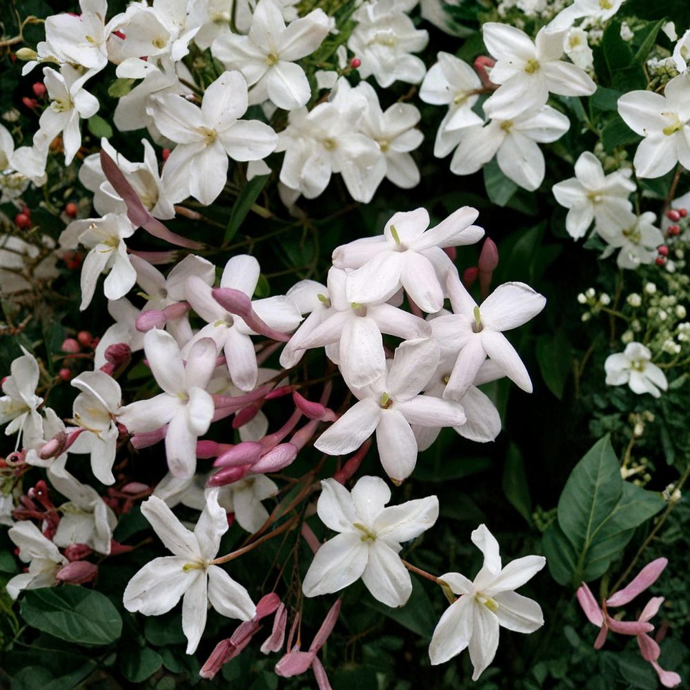Pink Jasmine Vine Plant Starter | 6–10 Inches | Fragrant Climbing Vine | Jasminum polyanthum | Indoor Outdoor Trellis Ready