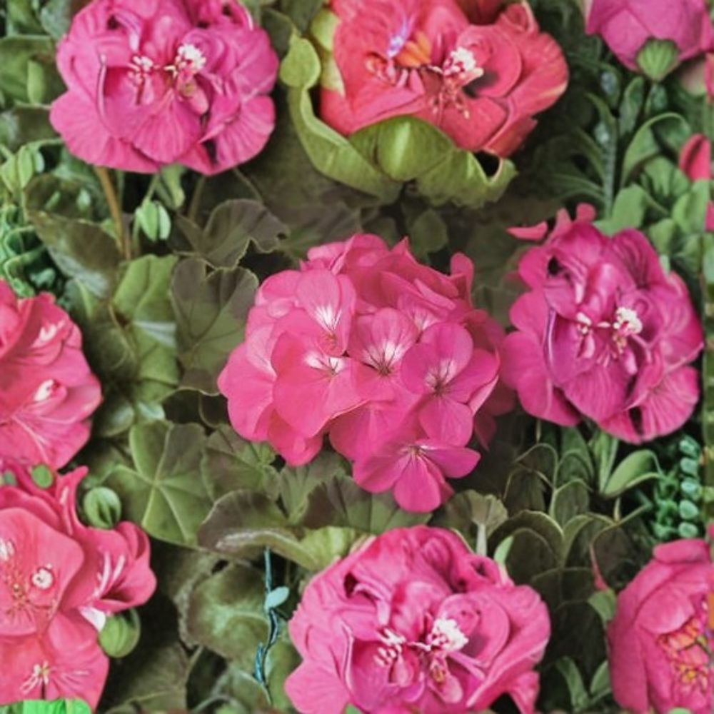 Geranium Seeds | 1,000 Count | Pinto Premium Rose Deep | Pelargonium x hortorum | Easy to Grow, Vigorous Garden Variety