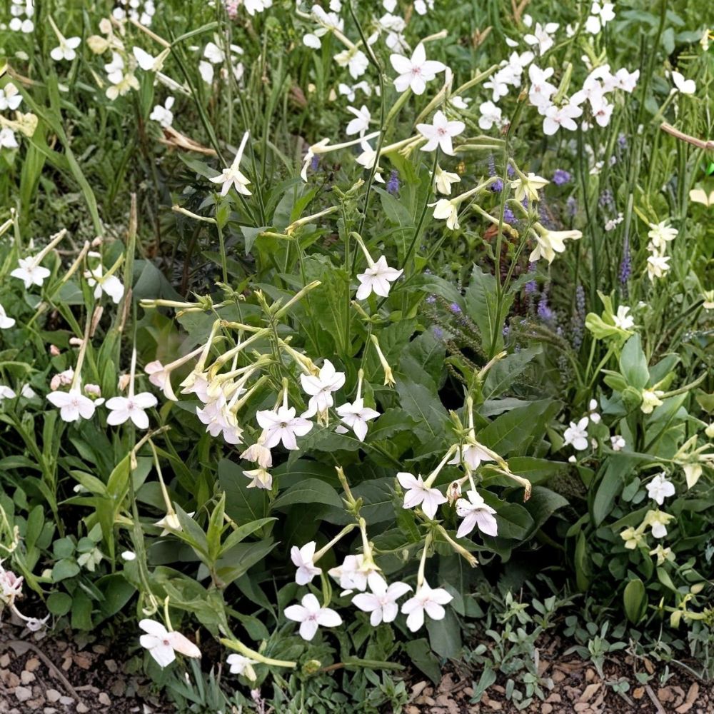 Nicotiana Alata Seeds 20+ | Jasmine Flowering Tobacco | Fragrant Night Blooming Flowers | Easy Grow Ornamental Plant