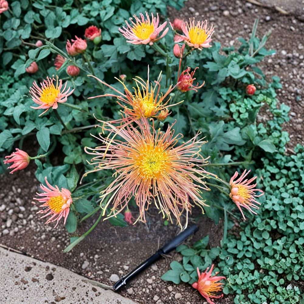 Radiance Chrysanthemum Plant | 4-6 Inch Potted Mum | Large 6 Inch Blooms | Chrysanthemum morifolium | Hardy Perennial