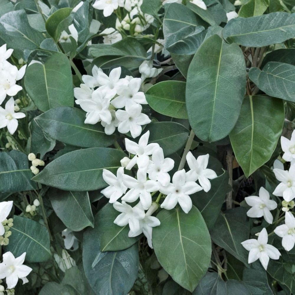 Madagascar Jasmine Live Plant | Fragrant White Blooms | Mature Green Leaf Vine | Stephanotis floribunda | Indoor/Outdoor Climber