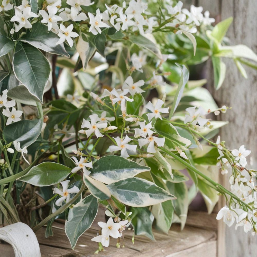 Variegated Confederate Jasmine Starter Plant | Live Rooted Climbing Vine | Fragrant Indoor & Outdoor | Trachelospermum jasminoides
