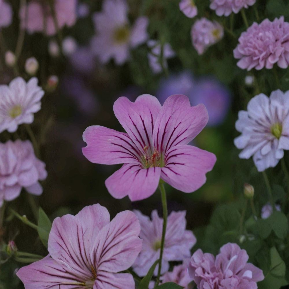 Geranium gracile Seeds - 10+ Hardy Pink Cranesbill Perennial Flower Seeds - Pollinator-Friendly, Deer Resistant