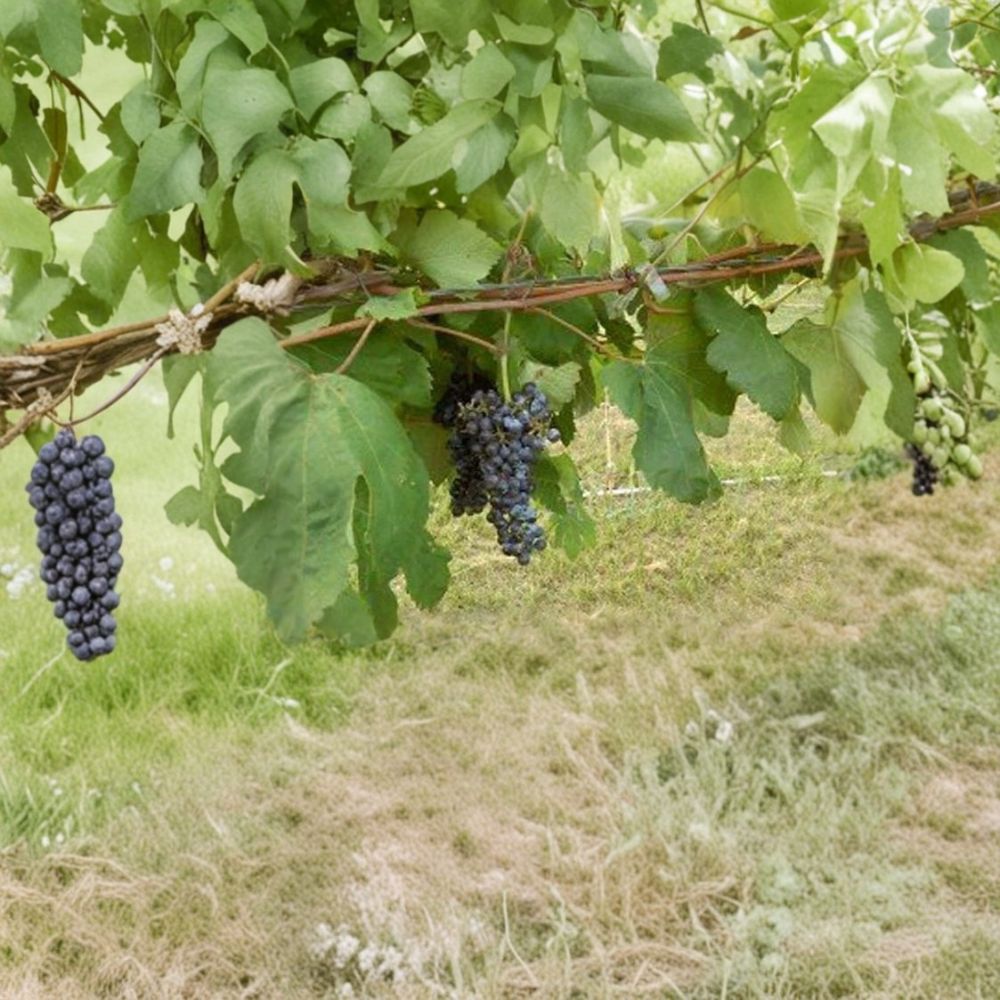 Black Manukka Seedless Grape Vine - 2 Gallon Live Plant - Vitis vinifera - Self-Fertile Edible Fruit for Home Garden
