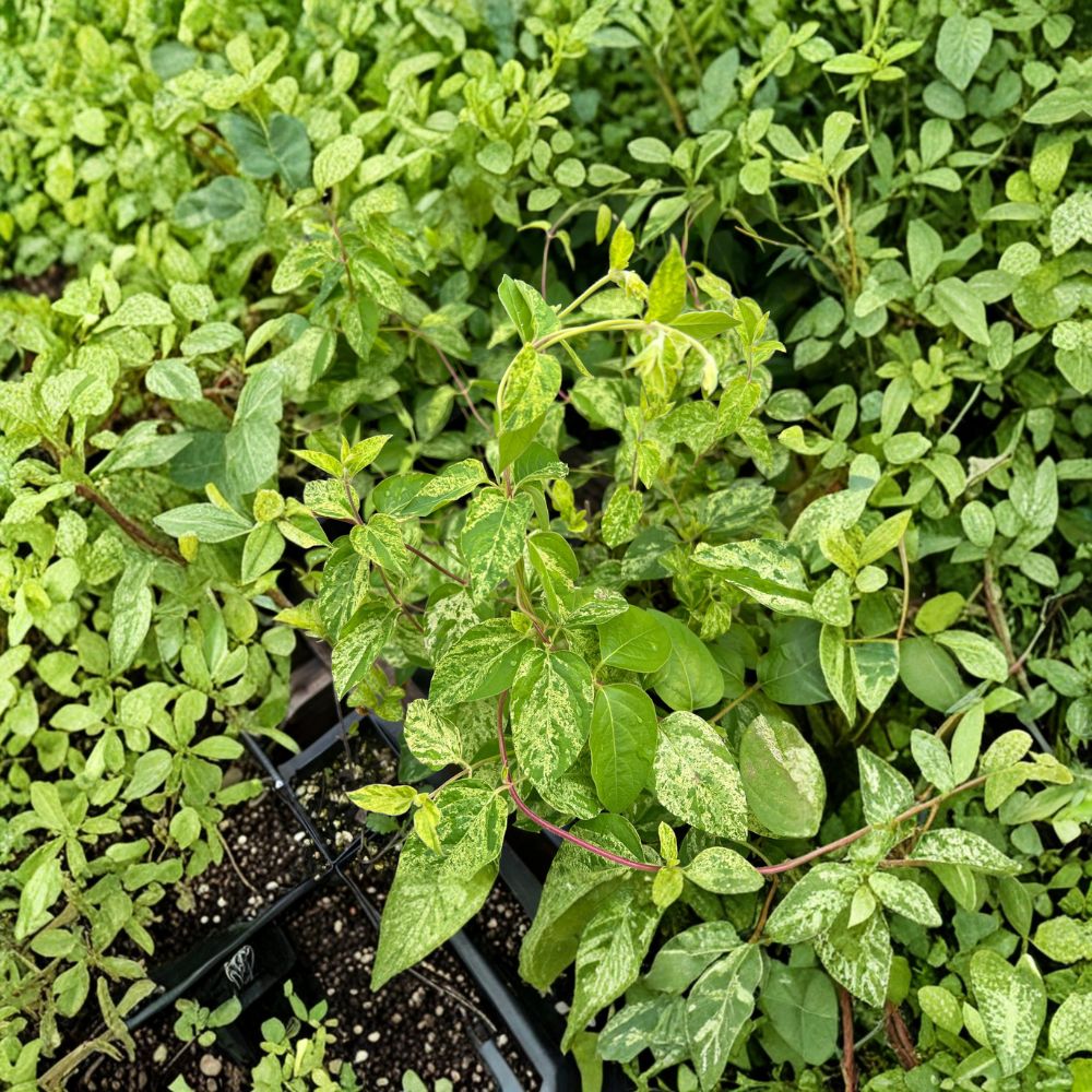 Variegated Honeysuckle Vine Live Plant - Mint Crisp, Fragrant Climbing Vine, Cream & Green Foliage, Lonicera japonica ‘Mint Crisp’