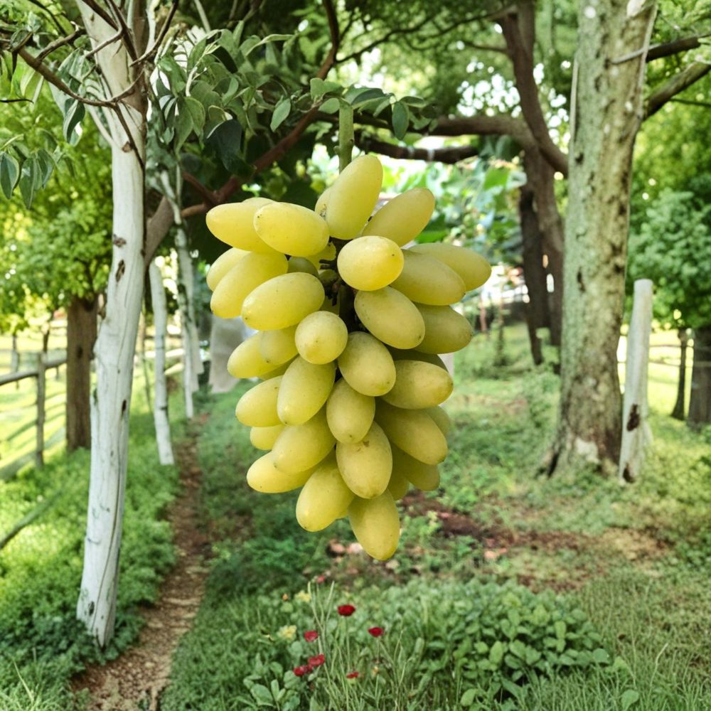 Gold Finger Grape Plant - Live Potted Vine - Sweet Japanese Table Grape - Vitis vinifera - Premium Quality