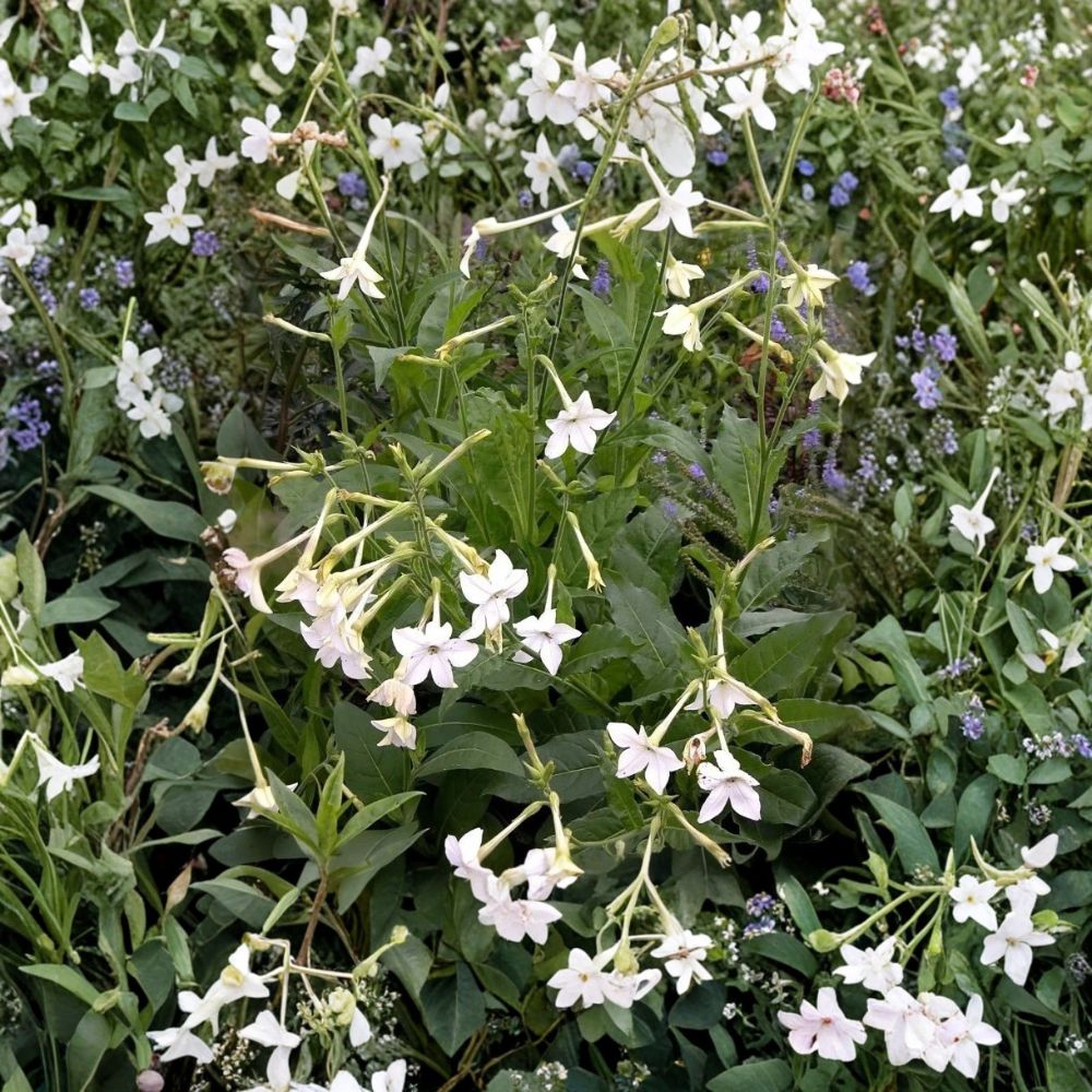 Nicotiana Alata Seeds | 20+ Jasmine Flowering Tobacco | Fragrant Night Blooms | Easy Grow Ornamental Flower Seeds