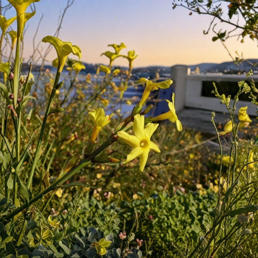 Winter Jasmine Live Plant - Rooted Cutting - Yellow Flowers - Jasminum nudiflorum - Hardy Shrub Vine - Cold Tolerant