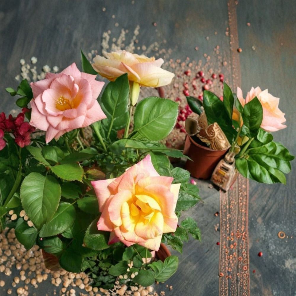 Jacob's Robe Climbing Rose Plant | 2 Gallon | Large Double Blooms in Yellow Pink Red | Rosa 'Jacob's Robe'