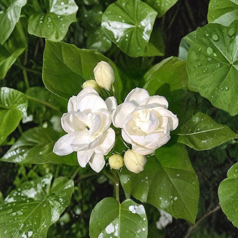 Jasmine Seeds 25 Pack | Fragrant White Flowering Vine/Shrub | Jasminum spp. | Easy Grow Indoor/Outdoor Herbal Plant