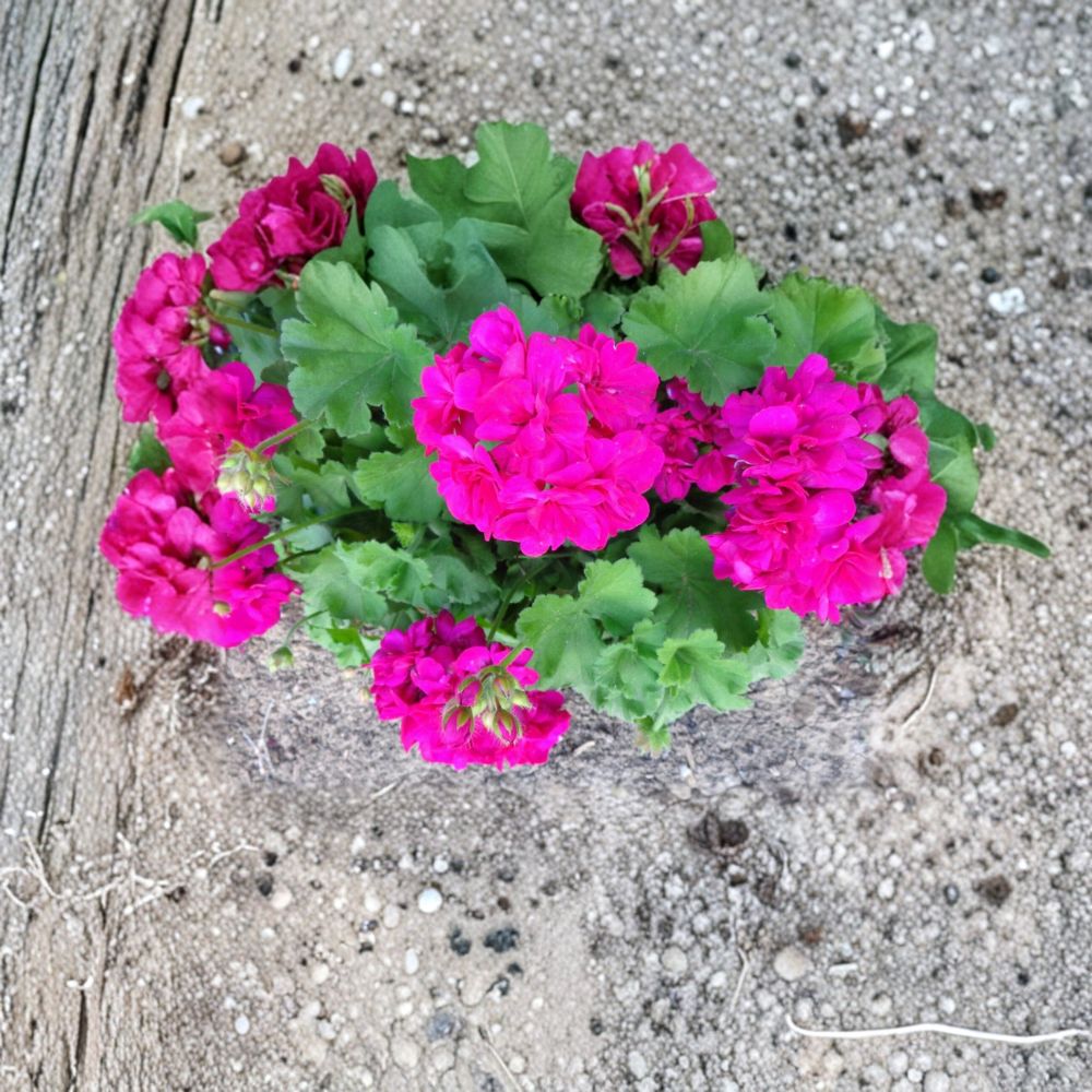 Magenta Geranium Cuttings - 3 Live Pelargonium Starters - Fragrant Blooms - Hardy Patio Flower Plants