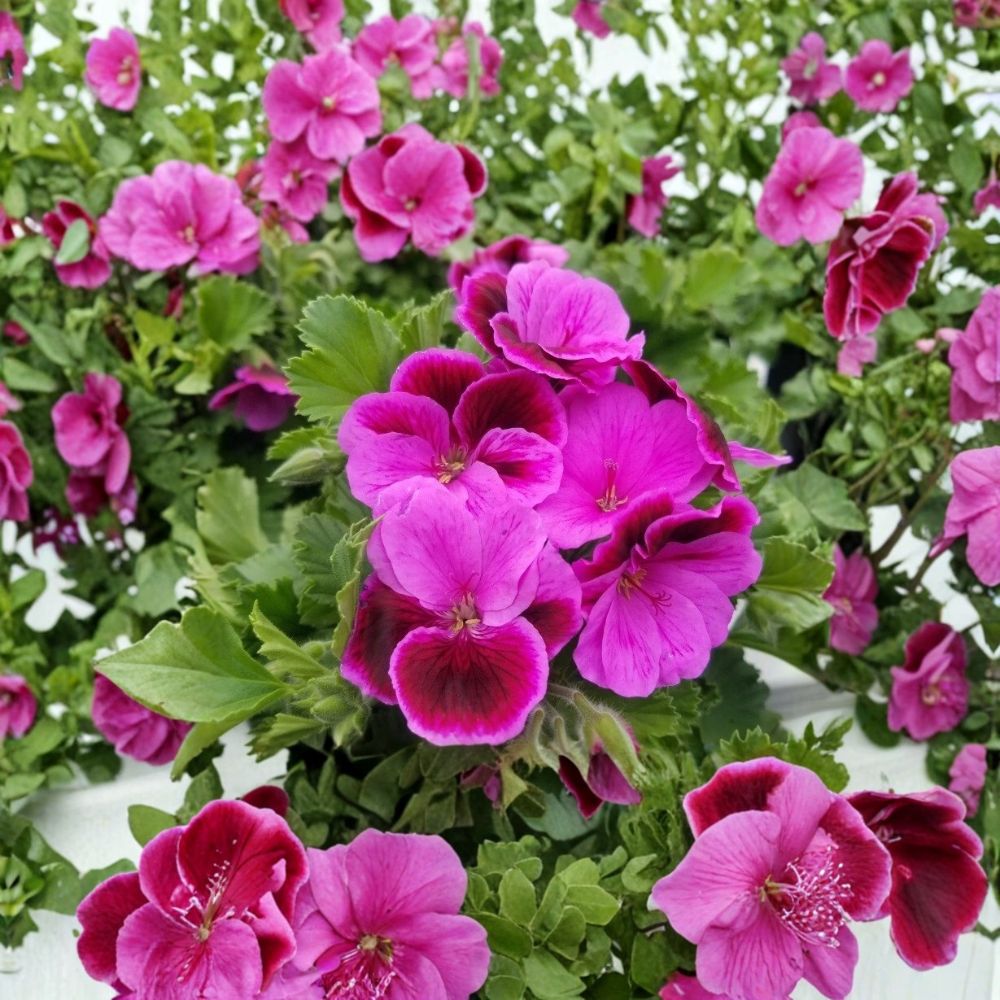 Martha Washington Geranium Cuttings - 6 Organic Live Pelargonium Starters - Rose Pink Regal Variety - Pelargonium domesticum
