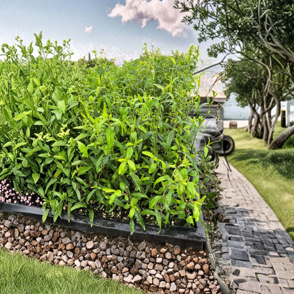 Malan Plants 20 Pack - Kalimeris indica Red Stem Vegetable Herb, Indian Aster (马兰头 红梗马兰) - Edible Starter Plants