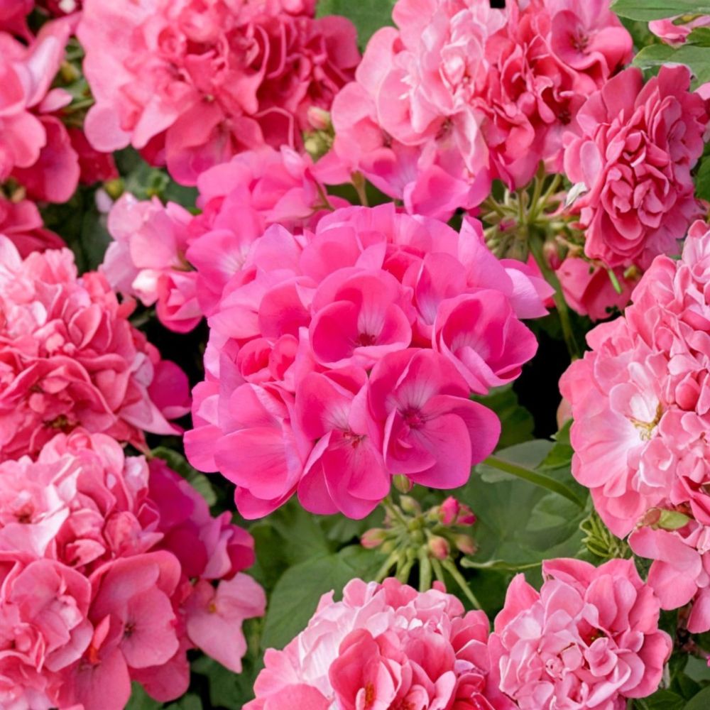 Pink Geranium Live Plant - 4-6” Starter - Vibrant Blooming Pelargonium x hortorum for Garden, Patio & Containers