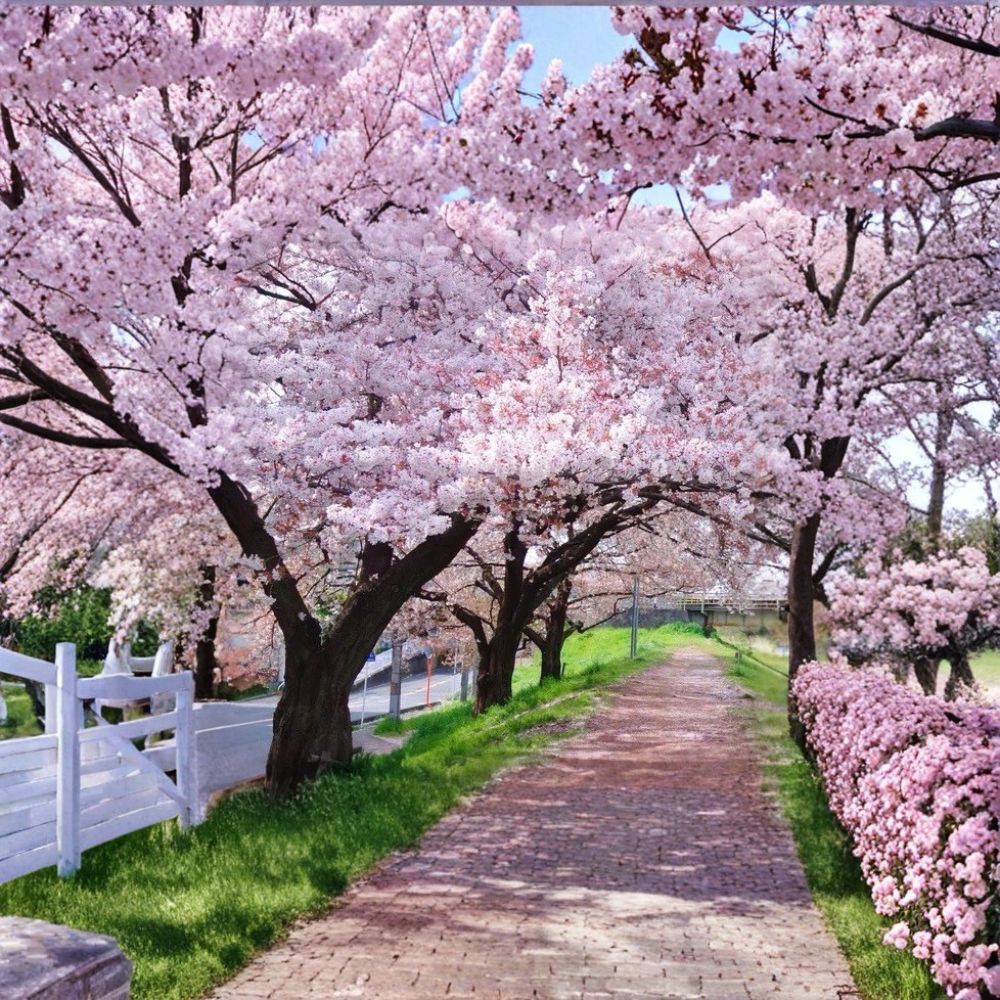Yoshino Cherry Tree - 2 Ft Bare Root Flowering Tree - Prunus × yedoensis - Japanese Cherry Blossom - Ornamental Spring Blooms