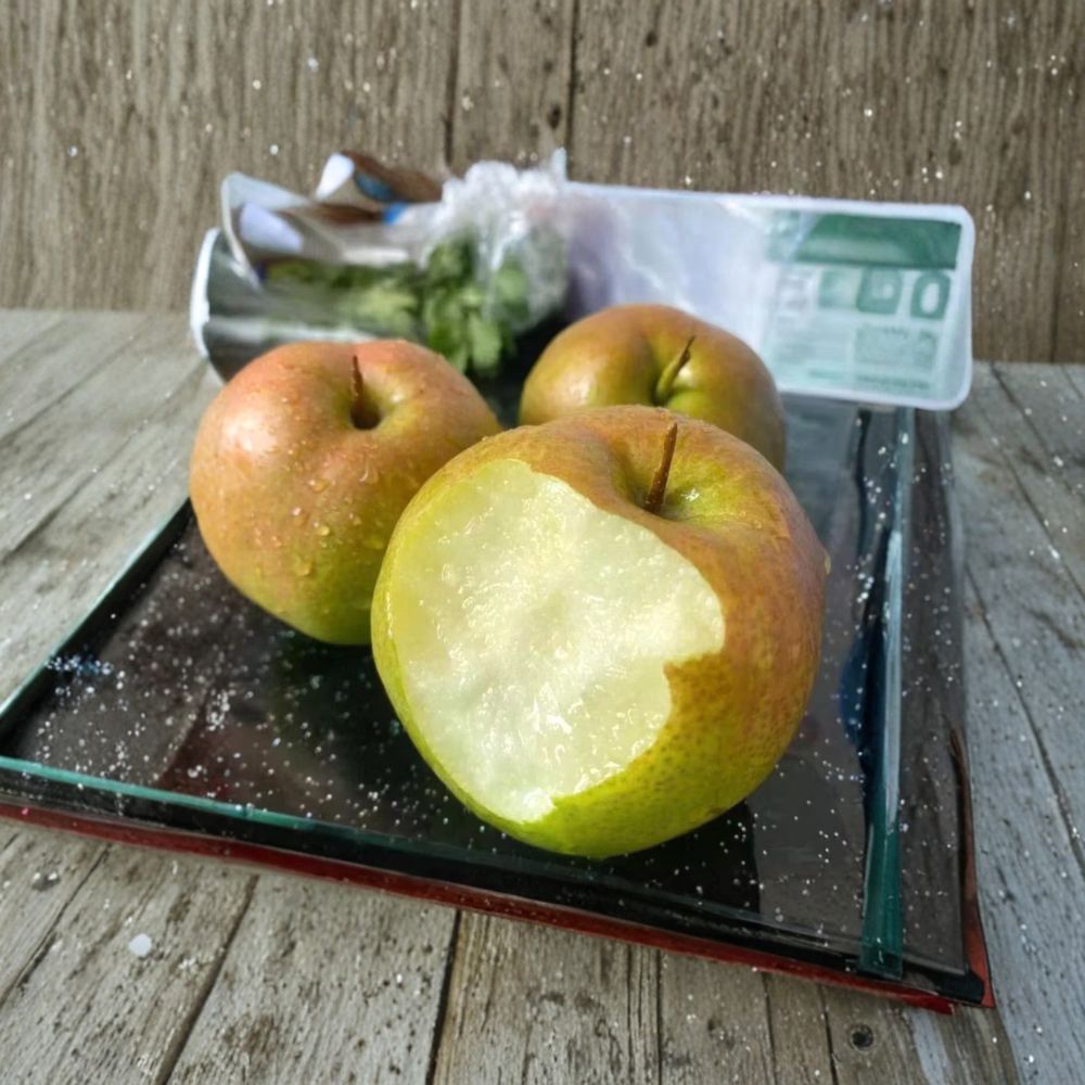 Yulu Fragrant Pear Tree - Bare Root - Asian Pear Hybrid - Pyrus spp. - Sweet Crisp Fruit - 32-36 Inches Tall