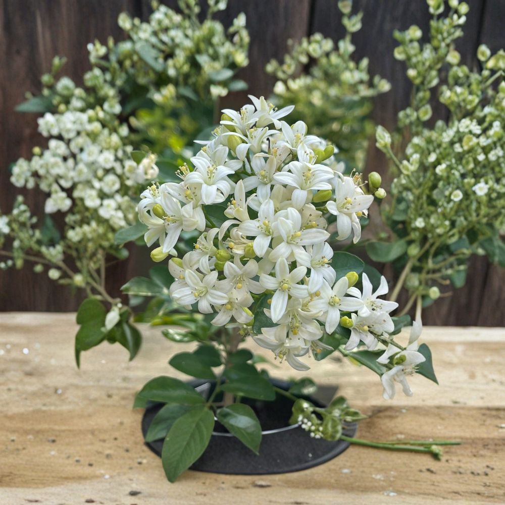 Dwarf Orange Jasmine Seeds 20 Pack | Fragrant Murraya paniculata | Compact Tropical Flowering Shrub for Indoor Outdoor Gardening