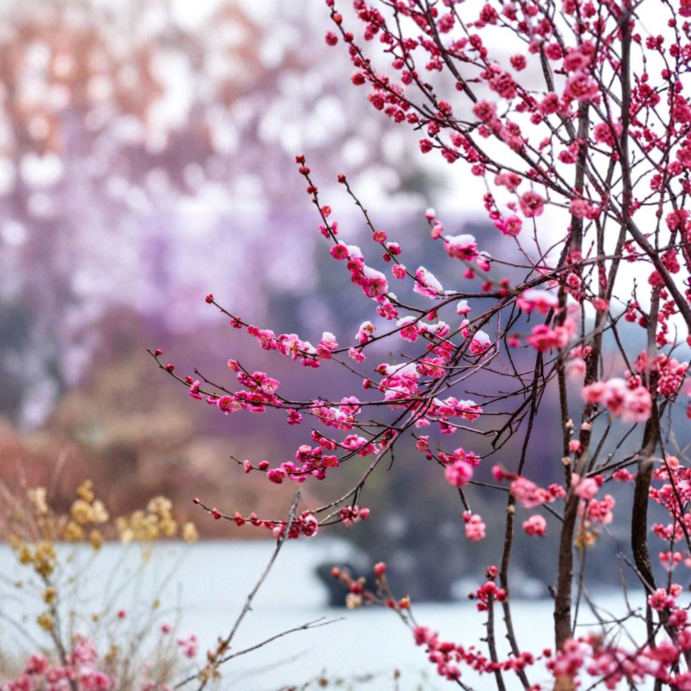Peggy Clarke Flowering Apricot Tree Live Plant | 30” Pink Blossoms | Prunus mume | Japanese Ume Bonsai | Fragrant Ornamental Tree