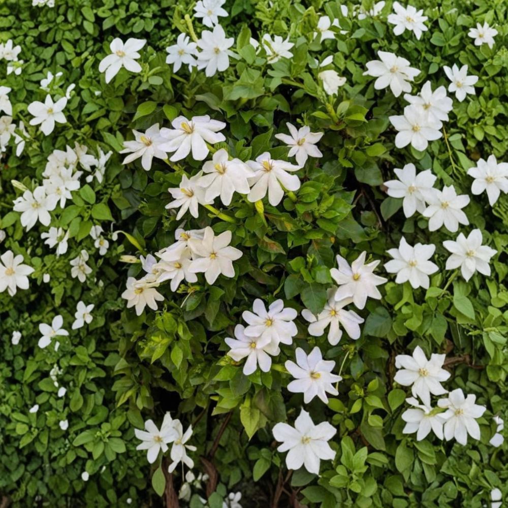 Wild Gardenia Seeds - 5 Rare Fragrant White Flower Seeds - Gardenia thunbergia - Exotic Shrub for Unique Gardens