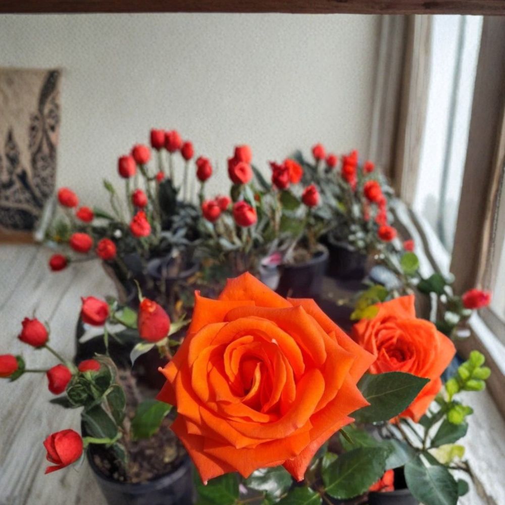Marina Everblooming Floribunda Rose Plant | 5 Gallon | Salmon Orange Blooms | Rosa 'Marina' | Flowering Garden Shrub