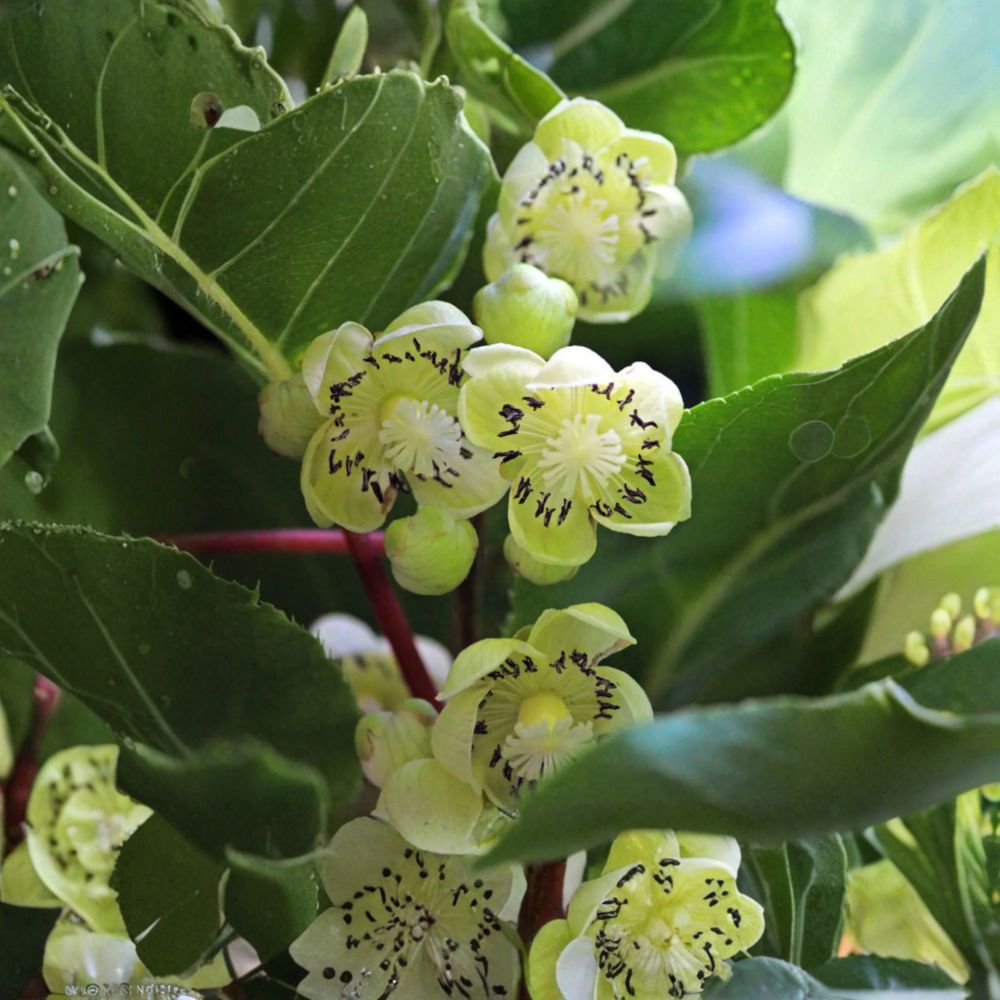 Fairchild Male Kiwi Vine - Live Rooted Hardy Pollinator Plant | Actinidia | Pesticide-Free | Zones 4-8 | Climbing Fruit Vine