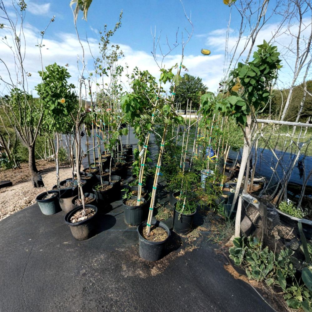 Native Red Maple Tree Live 4-6 Feet Acer rubrum Fast Growing Shade Tree with Red & Yellow Fall Color